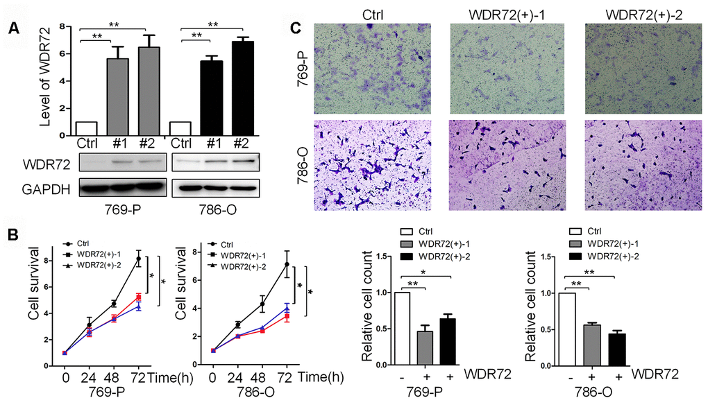 Role of WDR72 overexpression in cell survival and invasion of RCC. (A) The results of western blot showed that WDR72 was successfully overexpressed in 769-P and 786-O cells; overexpression of WDR72 remarkably decreased the survival (B) and invasiveness (C) of 769-P and 786-O cells.