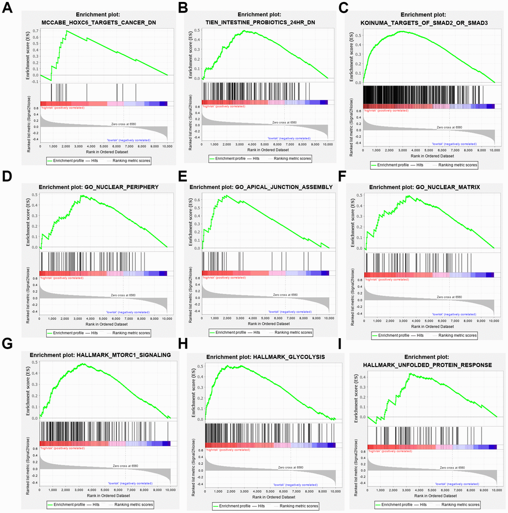 Gene set enrichment analyses. (A–C) Top 3 (HOXC6 target cancer, intestine probiotics, target of SMAD2 or SMAD3.) oncological signatures significantly C2 (hallmark gene sets) enriched in the high-risk group identified by gene set enrichment analysis. (D–F) Top 3 (nuclear periphery, apical junction assembly, nuclear matrix.) oncological signatures significantly C5 (biological process) enriched in the high-risk group identified by gene set enrichment analysis. (G–I) Top 3 (MTORC1 signaling, glycolysis, unfolded protein response.) oncological signatures significantly H (hallmark gene sets) enriched in the high-risk group identified by gene set enrichment analysis.