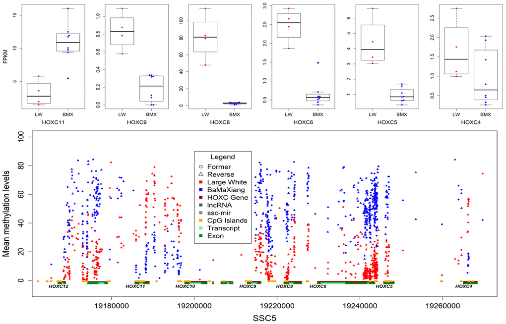 DMCpGs in HOXC gene cluster and differentially expressed HOXC genes.
