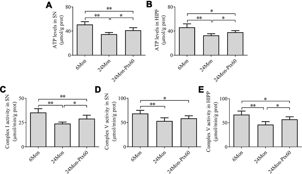 Effects of PTX treatment on brain mitochondrial ATP levels and complex activity in aged rats. (A) ATP levels in the SN. (B) ATP levels in the HIPP. (C) Mitochondrial complex I activity in the SN. (D, E) Mitochondrial complex V activity in the SN and HIPP. Data are expressed as the mean ± S.D. (n=6 rats/group). *PP