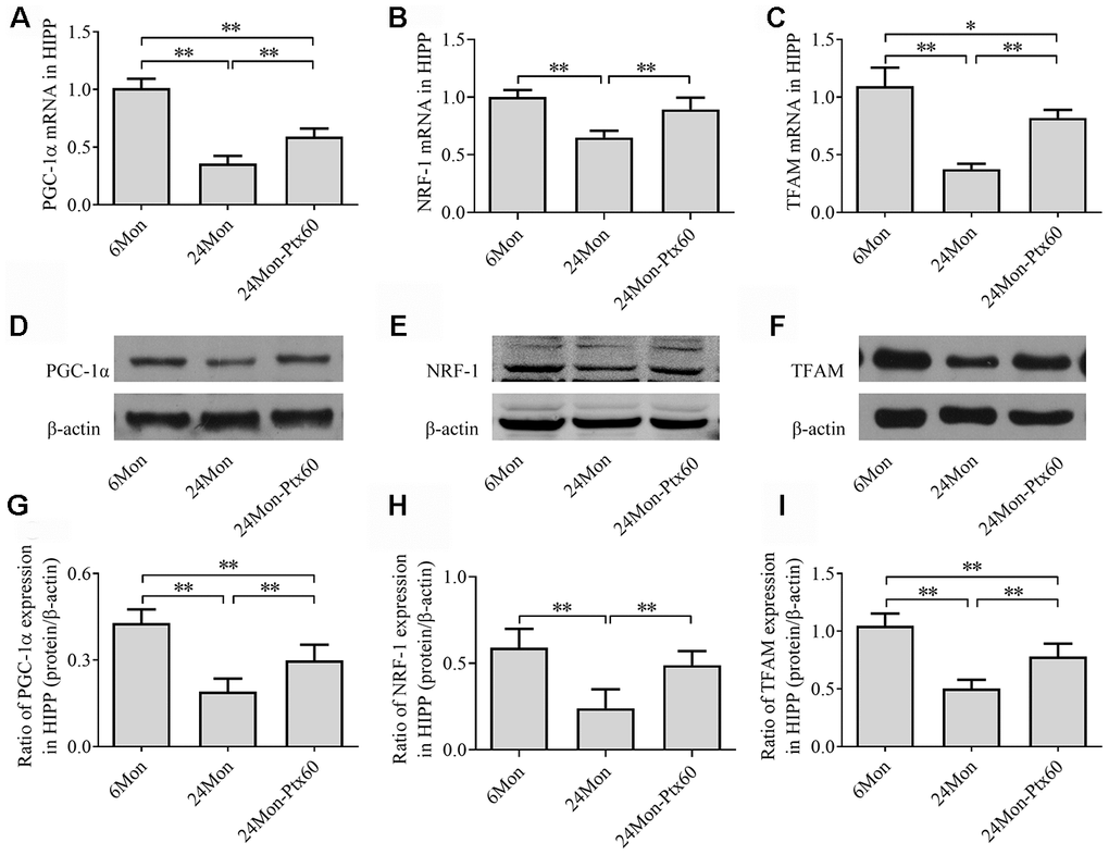 Effects of PTX treatment on mitochondrial biogenesis in the HIPP in aged rats. (A–C) PGC-1α, NRF-1, and TFAM mRNA levels were detected by qPCR. (D–F) Representative Western blots of PGC-1α, NRF-1, and TFAM protein levels. (G–I) PGC-1α, NRF-1, and TFAM protein levels were quantified relative to β-actin band density. Data are expressed as the mean ± S.D. (n=6 rats/group). *PP