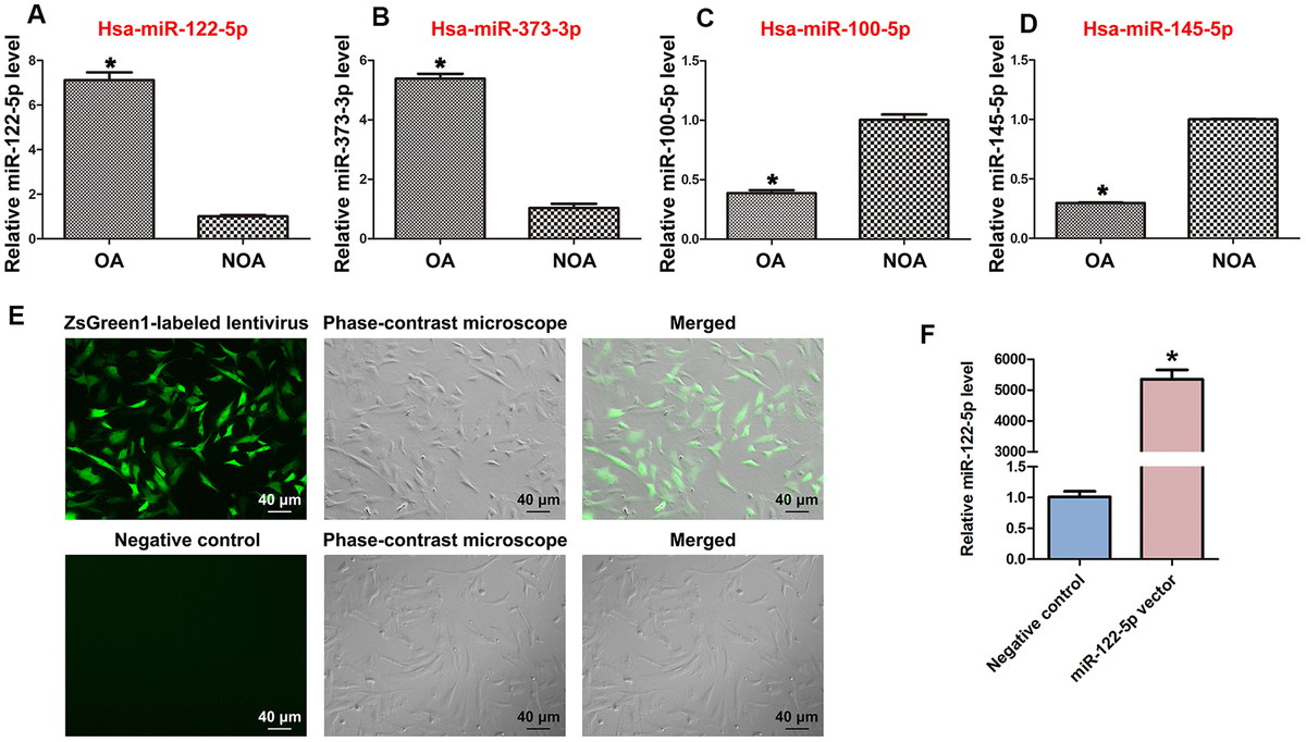 Mirna 122 5p Stimulates The Proliferation And Dna Synthesis And