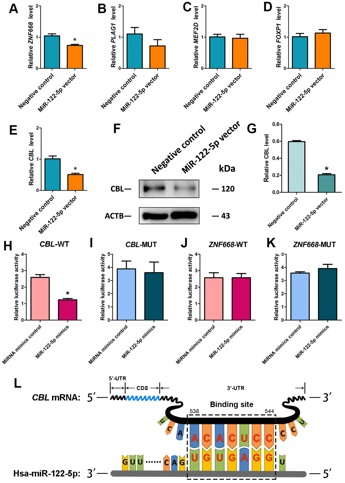 Mirna 122 5p Stimulates The Proliferation And Dna Synthesis And