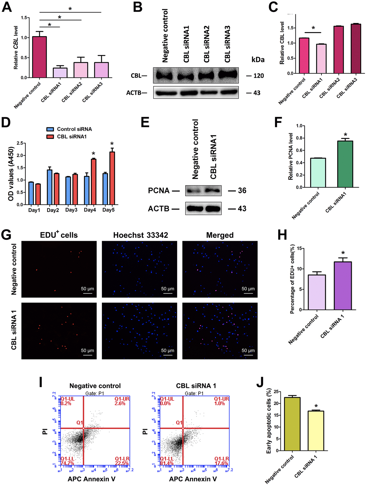 Mirna 122 5p Stimulates The Proliferation And Dna Synthesis And