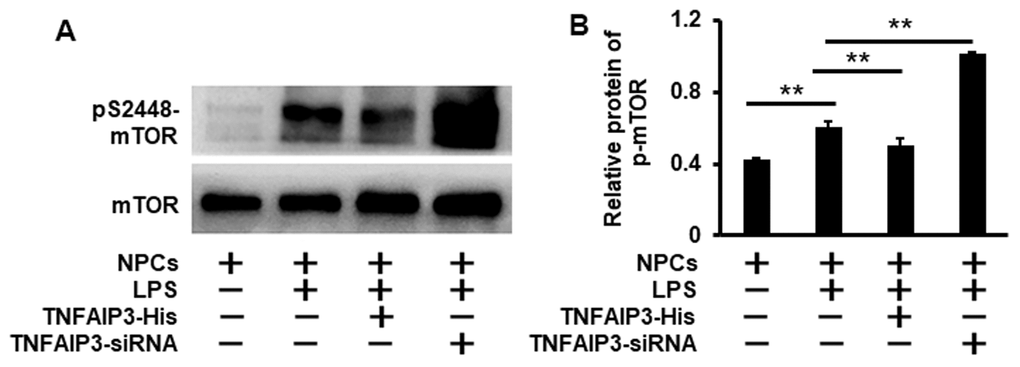 Knockdown of TNFAIP3 increases mTOR signaling in LPS-treated human NPCs. (A) The mTOR signaling was measured by Western blot in LPS-stimulated human NPCs at the phosphorylation level of mTOR at S2448. (B) Relative phosphorylation level of the mTOR. Data are represented by the mean ± standard deviation of 3 independent replicates. *** P0.05 by the Student’s t-test.