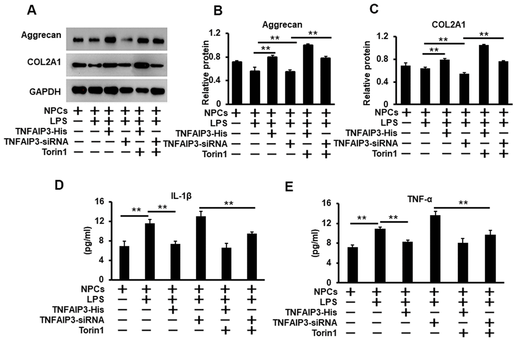TNFAIP3 inhibits the inflammatory response and promotes the synthesis of the extracellular matrix. (A, C) TNFAIP3 enhanced matrix production by the inhibition of mTOR signaling. Matrix production was measured by Western blot for the levels of COL2A1 and Aggrecan (A) With their quantification normalized to GAPDH (B, C). (D, E) TNFAIP3 decreased the protein level of inflammatory cytokines IL-1β (D) and TNF-α (E) in the supernatants of the NPCs culture as quantified by ELISA. Data are represented by the mean ± standard deviation of 3 independent replicates. *** P0.05 by the Student t-test. Torin1 treated cells at 20 nM for 24 h.