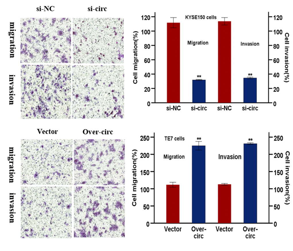 hsa-circRNA6448-14 promotes ESCC progression in cell lines. (G) Transwell assays to detect cell migration and invasion capacities of KYSE150 and TE7 cells after transfection. *p 