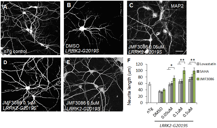JMF3086 synergistically mitigates neurite degeneration in primary hippocampal neurons from transgenic LRRK2-G2019S mice compared to treatment with lovastatin or SAHA. (A–E) Representative images showing cultured primary hippocampal neurons (DIV 14) from (A) non-transgenic littermate control (nTg) and (B–E) LRRK2-G2019S pups treated with (B) vehicle DMSO or (C–E) JMF3086 at different concentrations. Neurites were stained with anti-MAP2 antibody. Scale bar, 100 μm. (F) Quantitative analysis of mean total neurite length for the neurons described in A–E, with treatment using different concentrations of lovastatin and SAHA. We analyzed 50–100 neurons for each genotype or treatment condition. Data represent mean ± SEM. *PP