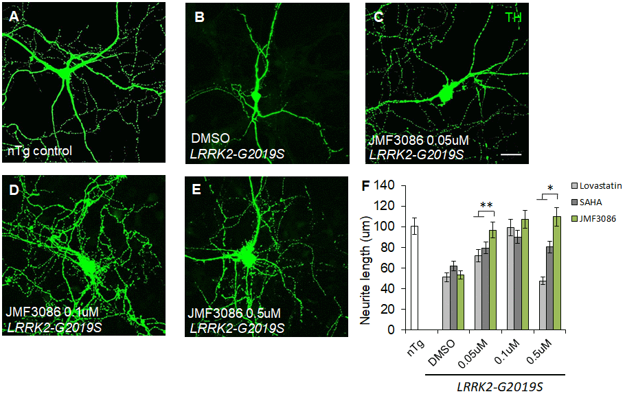 JMF3086 synergistically promotes neurite arborization in primary nigral TH-positive neurons from transgenic LRRK2-G2019S mice compared to treatment with lovastatin or SAHA. (A–E) Representative images showing cultured primary nigral TH-positive neurons (DIV 14) from (A) non-transgenic littermate control (nTg) and (B–E) LRRK2-G2019S pups treated with (B) vehicle DMSO or (C–E) different concentrations of JMF3086. Neurites were stained with anti-TH antibody. Scale bar, 100 μm. (F) Quantitative analysis of mean total neurite length for the TH(+) neurons described in A–E, with treatment using different concentrations of lovastatin and SAHA. We analyzed 30–50 neurons for each genotype or treatment condition. Data represent mean ± SEM. *PP