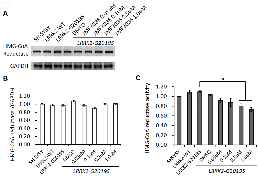 Effects of different concentrations of JMF3086 on HMG-CoA reductase expression and enzymatic activity in SH-SY5Y cells stably transfected with LRRK2-G2019S. (A) Western blot of HMG-CoA reductase protein expression after treatment with different concentrations of JMF3086. (B) Quantification of drug effects on the ratio of HMG-CoA reductase to GAPDH. (C) Quantification of HMG-CoA reductase enzymatic activity after treatment with different concentrations of JMF3086. Experiments were repeated in triplicate, and the ratio was compared to SH-SY5Y control cells without transgenes and drug treatment. The relative HMG-CoA reductase enzymatic activity of LRRK2-WT, LRRK2-G2019S without treatment, or after treatment with DMSO solvent, 0.05 μM, 0.1 μM, 0.5 μM, and 1.0 μM JMF3086 was 1.09±0.03, 1.10±0.02, 1.04±0.02, 0.92±0.04, 0.88±0.08, 0.78±0.06, and 0.74±0.03, respectively. P=0.04 for LRRK2-G2019S vs. LRRK2-G2019S with 0.5 μM or 1.0 μM JMF3086, one-way ANOVA. All neurons were treated for 48 hours and then lysed. Equal amounts of protein lysate were subjected to SDS-PAGE and the proteins analyzed by Western blotting. Immunoblots were probed with the indicated antibodies. Data represent mean ± SEM. *PP