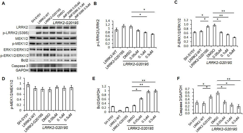 JMF3086 inhibited Lrrk2 MAPKKK activity and down-regulated ERK1/2 signaling pathways in SH-SY5Y cells stably expressing LRRK2-G2019S. (A) Western blot of total and phosphorylated target proteins, including Lrrk2, MEK1/2, ERK1/2, pro-apoptotic caspase 3, and anti-apoptotic Bcl2 after treatment with different concentrations of JMF3086. (B) Quantification of the effects of JMF3086 on the ratio of p-Lrrk2 to total Lrrk2. The relative expression of p-Lrrk2 to total Lrrk2 in LRRK2-WT and LRRK2-G2019S after treatment with DMSO solvent, 0.05 μM, 0.1 μM, and 0.5 μM JMF3086 was 0.92±0.08, 1.13±0.09, 1.09±0.08, 0.88±0.05, 0.78±0.03, and 0.70±0.04, respectively. P=0.09 for LRRK2-WT vs. LRRK2-G2019S; P=0.07 for LRRK2-G2019S with DMSO solvent vs. LRRK2-G2019S with 0.05 μM JMF3086; P=0.04 for LRRK2-G2019S with DMSO solvent vs. LRRK2-G2019S with 0.1 μM JMF3086; P=0.02 for LRRK2-G2019S with DMSO solvent vs. LRRK2-G2019S with 0.5 μM JMF3086, all one-way ANOVA. (C) Quantification of the effects of JMF3086 on the ratio of p-ERK1/2 to total ERK1/2. The relative expression of p-ERK1/2 to total ERK1/2 in SH-SY5Y controls, LRRK2-WT, and LRRK2-G2019S after treatment with DMSO solvent, 0.05 μM, 0.1 μM, and 0.5 μM JMF3086 was 0.63±0.05, 0.67±0.06, 0.92±0.10, 0.96±0.11, 0.63±0.09, 0.53±0.07, and 0.39±0.05, respectively. P=0.04 for SH-SY5Y controls or LRRK2-WT vs. LRRK2-G2019S; P=0.02 for LRRK2-G2019S with DMSO solvent vs. LRRK2-G2019S with 0.05 μM JMF3086; P=0.009 for LRRK2-G2019S with DMSO solvent vs. LRRK2-G2019S with 0.1 μM JMF3086; P=0.007 for LRRK2-G2019S with DMSO solvent vs. LRRK2-G2019S with 0.5 μM JMF3086, all one-way ANOVA. (D) Quantification of the effects of JMF3086 on the ratio of p-MEK1/2 to total MEK1/2. The relative expression of p-MEK1/2 to total MEK1/2 in SH-SY5Y controls, LRRK2-WT, and LRRK2-G2019S after treatment with DMSO solvent, 0.05 μM, 0.1 μM, and 0.5 μM JMF3086 was 0.95±0.08, 0.81±0.07, 0.78±0.08, 0.77±0.08, 0.86±0.05, 0.82±0.08, and 0.85±0.08, respectively. (E) Quantification of the effects of JMF3086 on the ratio of Bcl2 to GAPDH. The relative expression of Bcl2 to GAPDH in SH-SY5Y controls, LRRK2-WT, and LRRK2-G2019S after treatment with DMSO solvent, 0.05 μM, 0.1 μM, and 0.5 μM JMF3086 was 0.25±0.02, 0.07±0.01, 0.21±0.02, 0.30±0.01, 0.62±0.10, 0.95±0.12, and 0.98±0.14, respectively. P=0.02 for LRRK2-G2019S with DMSO solvent vs. LRRK2-G2019S with 0.05 μM JMF3086; P=0.009 for LRRK2-G2019S with DMSO solvent vs. LRRK2-G2019S with 0.1 μM JMF3086; P=0.008 for LRRK2-G2019S with DMSO solvent vs. LRRK2-G2019S with 0.5 μM JMF3086, all one-way ANOVA. (F) Quantification of the effects of JMF3086 on the ratio of caspase-3 to GAPDH. The relative expression of caspase-3 to GAPDH in SH-SY5Y controls, LRRK2-WT, and LRRK2-G2019S after treatment with DMSO solvent, 0.05 μM, 0.1 μM, and 0.5 μM JMF3086 was 0.30±0.07, 0.28±0.06, 0.47±0.08, 0.58±0.05, 0.32±0.07, 0.24±0.08, and 0.20±0.08, respectively. P=0.04 for SH-SY5Y controls or LRRK2-WT vs. LRRK2-G2019S; P=0.03 for LRRK2-G2019S with DMSO solvent vs. LRRK2-G2019S with 0.05 μM JMF3086; P=0.02 for LRRK2-G2019S with DMSO solvent vs. LRRK2-G2019S with 0.1 μM JMF3086; P=0.009 for LRRK2-G2019S with DMSO solvent vs. LRRK2-G2019S with 0.5 μM JMF3086, all one-way ANOVA. All neurons were treated for 48 h and then lysed. Equal amounts of protein lysate were subjected to SDS-PAGE and the proteins analyzed by Western blotting. Immunoblots were probed with the indicated antibodies. All experiments were repeated three times. Data represent mean ± SEM. *PP