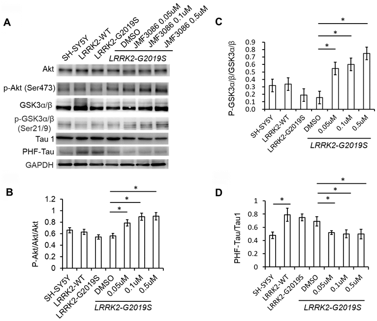 JMF3086 inhibited GSK3b-tau phosphorylation by activating Akt phosphorylation and decreasing neuronal apoptosis cascade in LRRK2-G2019S neurons. (A) Western blot of total and phosphorylated Akt, GSK3b, and tau after treatment with different concentrations of JMF3086. (B–D) Quantification of the effects of JMF3086 on the ratios of (B) p-Akt to total Akt, (C) p-GSK3α/β (Ser21/9) to total GSK3a/b, and (D) PHF-Tau to Tau1 in stably transfected LRRK2-G2019S SH-SY5Y cells. (B) The relative expression of p-Akt to total Akt in SH-SY5Y controls, LRRK2-WT, and LRRK2-G2019S after treatment with DMSO solvent, 0.05 μM, 0.1 μM, and 0.5 μM JMF3086 was 0.66±0.08, 0.63±0.07, 0.55±0.05, 0.56±0.06, 0.78±0.10, 0.89±0.09, and 0.91±0.10, respectively. P=0.04 for LRRK2-G2019S with DMSO solvent vs. LRRK2-G2019S with 0.05 μM JMF3086; P=0.03 for LRRK2-G2019S with DMSO solvent vs. LRRK2-G2019S with 0.1 μM JMF3086; P=0.03 for LRRK2-G2019S with DMSO solvent vs. LRRK2-G2019S with 0.5 μM JMF3086, all one-way ANOVA. (C) The relative expression of p-GSK3α/β (Ser21/9) to total GSK3a/b in SH-SY5Y controls, LRRK2-WT, and LRRK2-G2019S after treatment with DMSO solvent, 0.05 μM, 0.1 μM, and 0.5 μM JMF3086 was 0.32±0.07, 0.34±0.08, 0.20±0.08, 0.16±0.09, 0.55±0.10, 0.60±0.11, and 0.75±0.10, respectively. P=0.03 for LRRK2-G2019S with DMSO solvent vs. LRRK2-G2019S with 0.05 μM JMF3086; P=0.02 for LRRK2-G2019S with DMSO solvent vs. LRRK2-G2019S with 0.1 μM JMF3086; P=0.02 for LRRK2-G2019S with DMSO solvent vs. LRRK2-G2019S with 0.5 μM JMF3086, all one-way ANOVA. (D) The relative expression of PHF-Tau to Tau1 in SH-SY5Y controls, LRRK2-WT, and LRRK2-G2019S after treatment with DMSO solvent, 0.05 μM, 0.1 μM, and 0.5 μM of JMF3086 was 0.48±0.05, 0.79±0.10, 0.75±0.05, 0.65±0.08, 0.52±0.03, 0.50±0.06, and 0.49±0.07, respectively. P=0.02 for SH-SY5Y controls or LRRK2-WT vs. LRRK2-G2019S; P=0.04 for LRRK2-G2019S with DMSO solvent vs. LRRK2-G2019S with 0.05 μM JMF3086; P=0.03 for LRRK2-G2019S with DMSO solvent vs. LRRK2-G2019S with 0.1 μM JMF3086; P=0.03 for LRRK2-G2019S with DMSO solvent vs. LRRK2-G2019S with 0.5 μM JMF3086, all one-way ANOVA. All neurons were treated for 48 h and then lysed. Equal amounts of protein lysate were subjected to SDS-PAGE and the proteins e analyzed by Western blotting. Immunoblots were probed with the indicated antibodies. All experiments were repeated three times. Data represent mean ± SEM. *PP