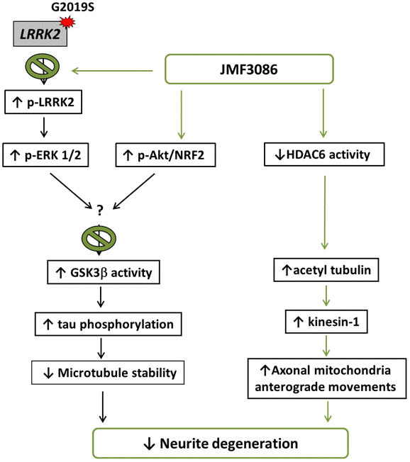 Schematic representation of a potential mechanism for the rescue of LRRK2-G2019S neurite degeneration by JMF3086.