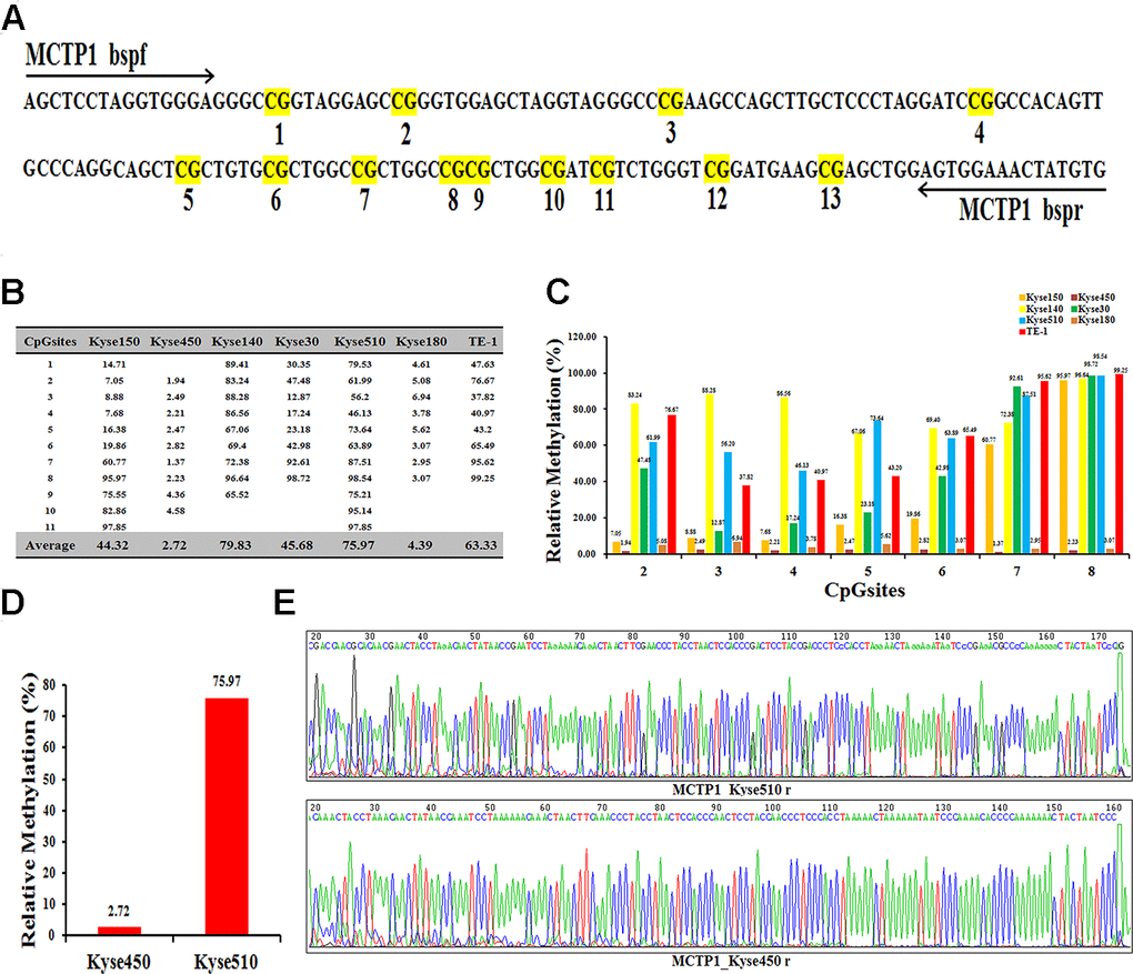 Differential methylation of the MCTP1 gene in seven esophageal cancer cell lines. (A) BSP primers and CpG dinucleotides of MCTP1 are shown. (B) Relative methylation levels (fold) of MCTP1 in seven esophageal cancer cell lines. (C) Methylation percentage at seven CpG sites in seven esophageal cancer cell lines. (D)The percentage of CpG methylation is summarized in Kyse450 and Kyse510 cells. (E) The original sequencing results of the bisulfite-converted DNA are shown in Kyse450 and Kyse510 cells.