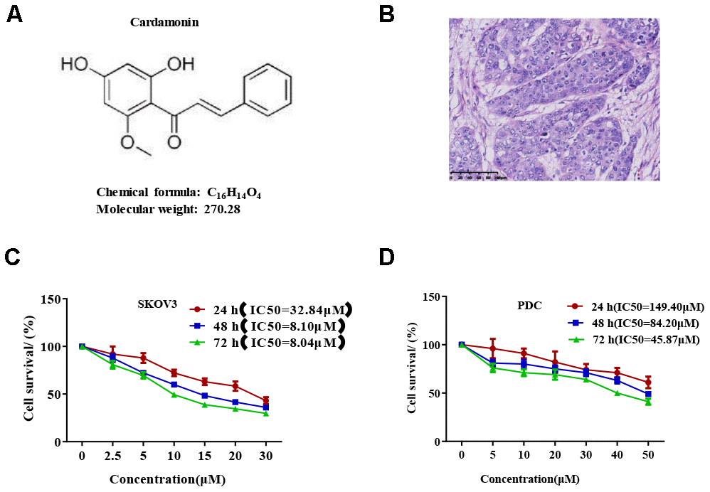 Cardamonin inhibits SKOV3 ovarian cancer cell growth. (A) Chemical structure of the active form of (E)-1-(2,4-dihydroxy-6-methoxypheny)-3-phenylprop-2-en-1-one (cardamonin). (B) Image showing H&E staining of original tumor dissected from patient. (C, D) Graph showing the inhibitory effects of cardamonin on proliferation of SKOV3 and PDC cells. Average results from three independent experiments are presented; SD signifies standard deviation (n=3).