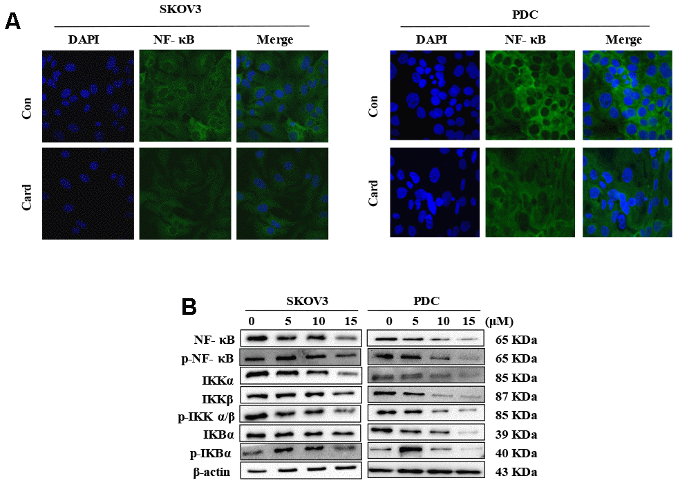 NF-κB mediates the anti-proliferative effect of cardamonin in ovarian cancer cells. (A) SKOV3 cells and PDC were cultured with 15 μM cardamonin or 0.1% DMSO for 24 h and intracellular distribution of NF-κB subsequently analyzed via immunofluorescence. (B) Western blot showing change of protein expressions of NF-κb, p-NF-κB, IKKα, IKKβ, p-IKKα/β, IKBα and p-IKBα in cells after treatment with the indicated concentrations of cardamonin. β-actin was included as a loading control.