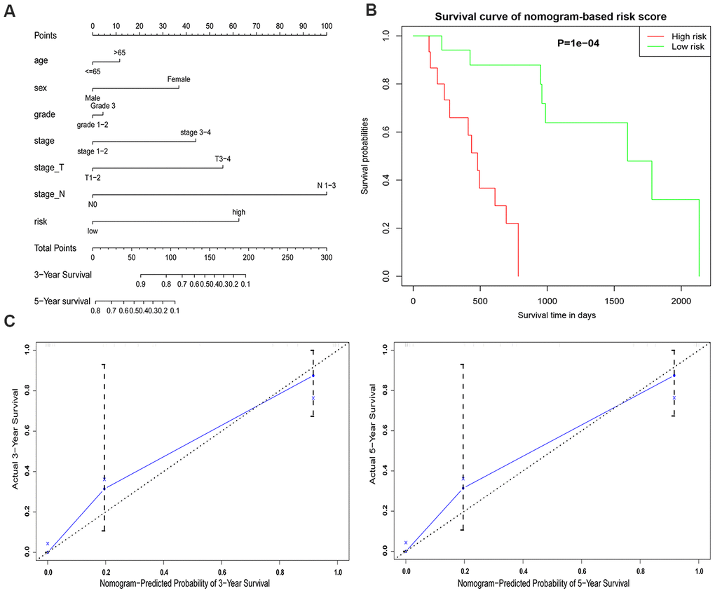 An established nomogram model predicting 3- and 5-year OS of EAC patients. (A) Nomogram incorporated with the five-gene signature and clinical factors for prediction of the 3- and 5-year OS in patients with EAC in the TCGA dataset. (B) Survival curve based on the nomogram grouped by risk score. (C) Calibration curve of the nomogram for the prediction of 3- and 5-year OS.