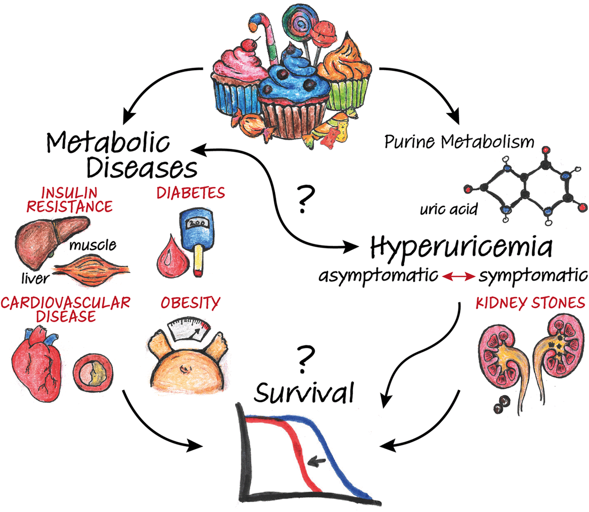 Sugar-induced Dysregulation Of Purine Metabolism Impacts Lifespan 