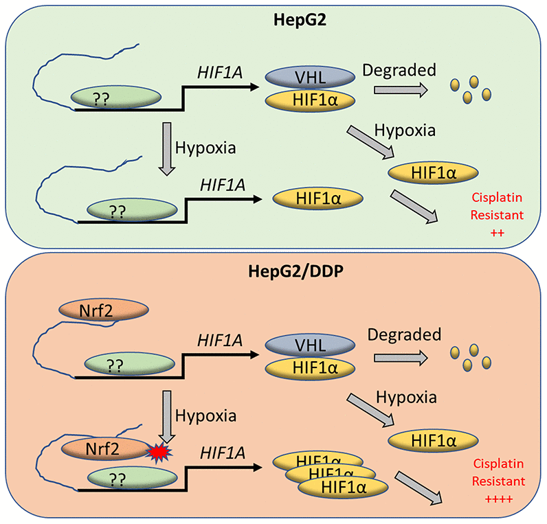 A working model for Nrf2 regulation of HIF-1α for cisplatin-resistance in HepG2/DDP cells under hypoxia. Tumor micro-environment is hypoxic, which contributes to cancerous progression and chemo-resistance through complex mechanisms. HIF-1α protein is normally translated then rapidly degraded by proteasome through VHL-mediated ubiquitination. Under hypoxia conditions however, HIF-1α degradation is inhibited and accumulates in the nucleus to induce adaptive transcriptional programs, leading to cisplatin resistance. We find in the cisplatin-resistant hepatocellular carcinoma cell line HepG2/DDP that Nrf2 binds to HIF-1α enhancer. The enhancer-bound Nrf2 serves to augment the transcription of HIF-1α by other transcription factors, leading to increased cisplatin resistance under hypoxic stress.