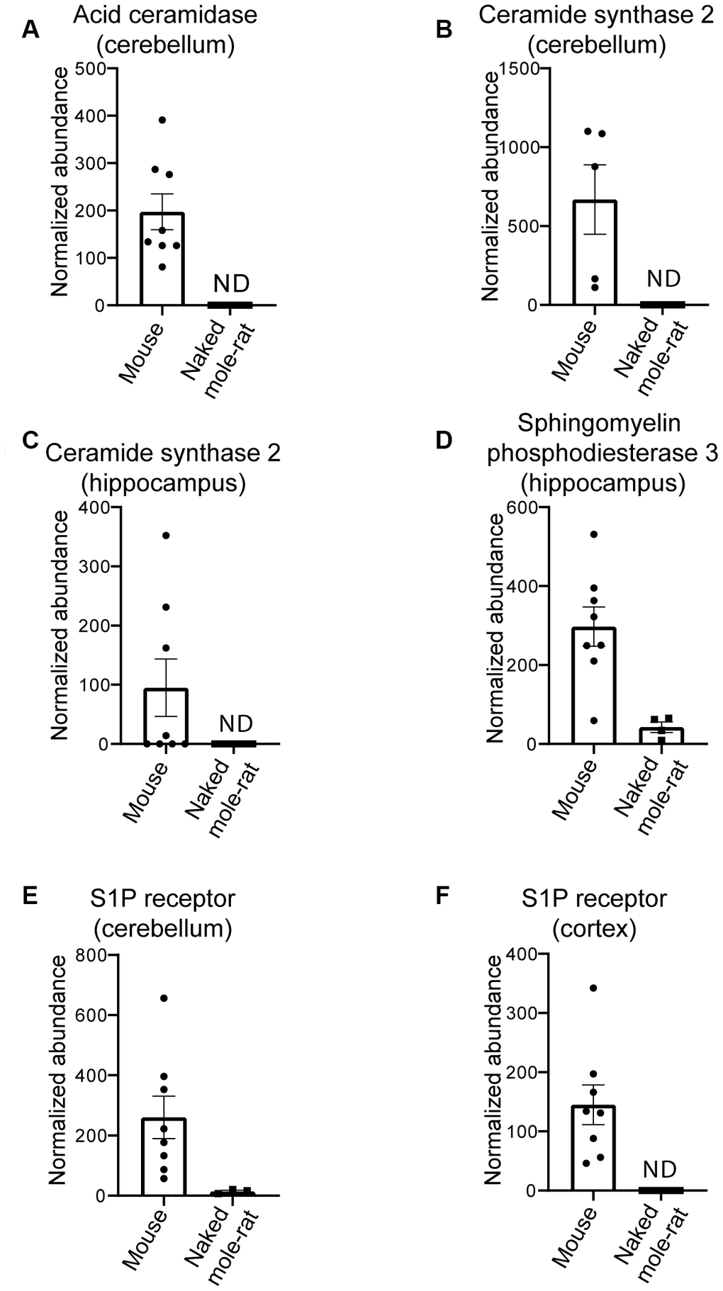 Differential proteins in mouse compared to naked mole-rats. (A) Differential levels of acid ceramidase in cerebellar tissue. Ceramide synthase 2 is decreased in naked mole-rat tissues in both the cerebellum (B) and hippocampus (C). Sphingosine phosphodiesterase 3, a member of the sphingomyelinase family (also called neutral sphingomyelinase 2) is decreased in naked mole-rat hippocampus (D) where sphingosine-1-phosphate receptor 1 is decreased in the cerebellum (E) and the cerebral cortex (F). ND indicates not detected or quantifiable. The homology between the two species, relative to mouse, was 81% (A), 90% (B), 91.3% (C) and 95% (D).