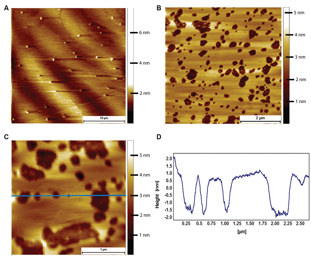 AFM tapping mode images of mouse brain tissue derived supported lipid bilayers in PBS exposed to 8 μM of human Aβ for 2 hours. (A) Large scale image showing a sparse amount of phase separation prior to Aβ adsorption. (B) Mouse brain derived lipid bilayer after exposure for 2 hours to 8 μM of human Aβ. Pits appear in the membrane, with some structure visible within the pits. (C) A close up of the pits showing that they do not break through the entire bilayer, i.e. they are not holes. (D) Line profile corresponding to the horizontal blue line in (C). The pits are between 2 and 2.5 nm deep, too shallow to be holes in the bilayer, which is ~3.1 nm thick.