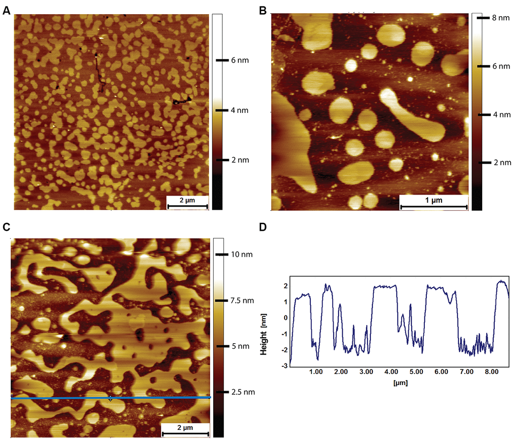 AFM tapping mode images of naked mole-rat brain derived lipid bilayers exposed to 8 μM of human Aβ for 2 hours. (A) The naked mole-rat brain derived bilayer before Aβ adsorption in PBS exhibiting the high degree of phase separation characteristic of naked mole-rat bilayers. (B, C) Naked mole-rat brain derived bilayer exposed to 8 μM of human Aβ for 2 hours. (D) A height profile corresponding to the blue horizontal line in (C), confirming the height of fragments to be of bilayer thickness of 4 nm.