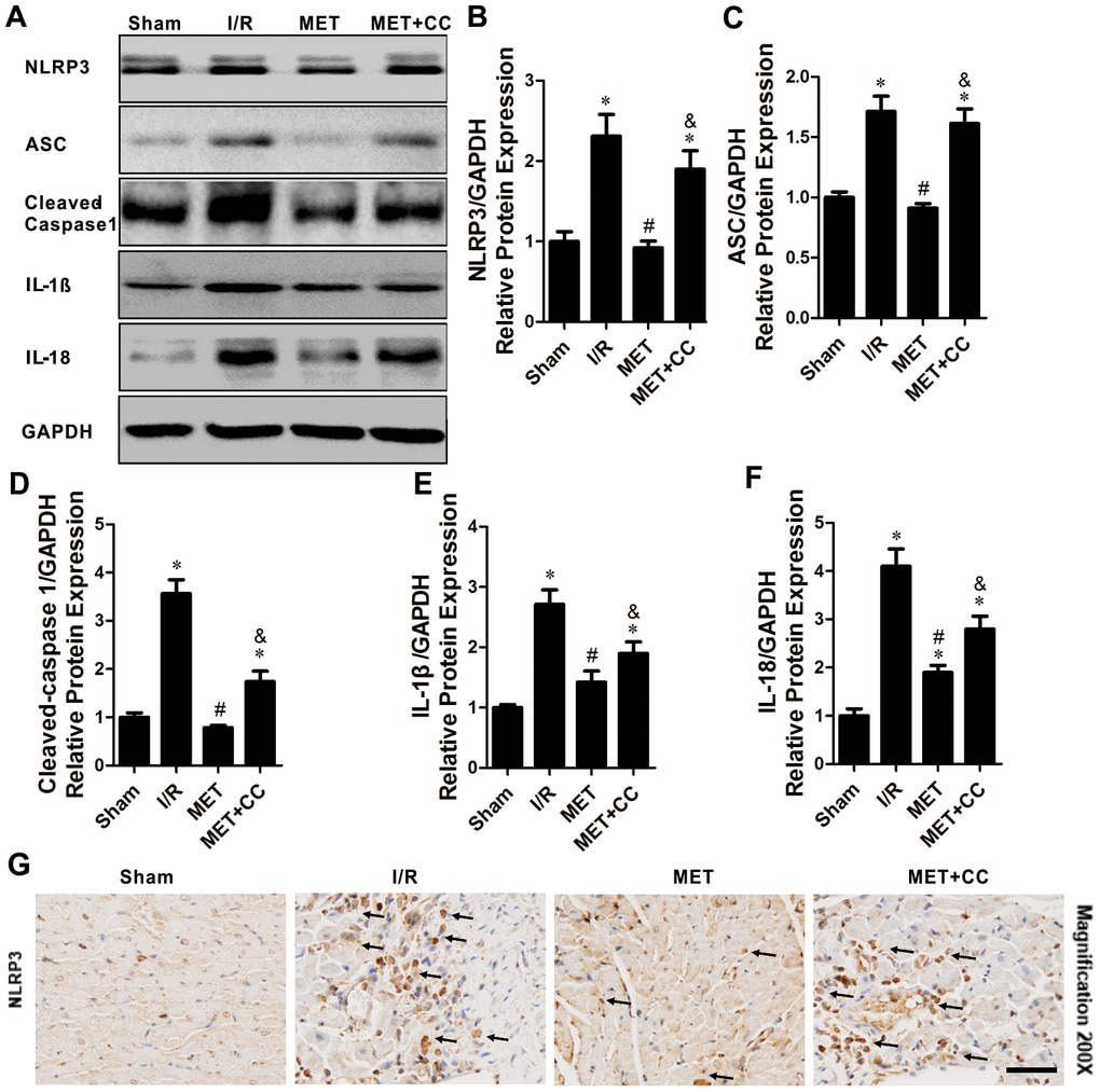 The inhibiting effects of Metformin on NLRP3 inflammasome activation within the infarct area following myocardial I/R injury. (A) Apoptosis-related proteins in the ischemic area, including NLRP3, ASC, cleaved-caspase 1, IL-1β, IL-18 and GAPDH were examined by Western blot analysis. (B–F) Quantitative analysis of NLRP3, ASC, cleaved-caspase 1, IL-1β and IL-18 expression (n = 4 per group). (G) Bottom representative immunohistochemical-stained NLRP3 in cardiac tissue of each group are shown (n = 4 per group). Magnification 200x, Scale bar = 100 μm; Values are expressed as the mean ± SEM. * P P P 