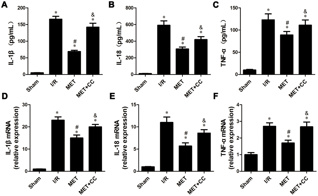 Metformin inhibited inflammatory cytokines release following myocardial I/R injury. (A) The IL-1β content, (B) IL-18 content and (C) TNF-α content were detected by ELISA (n = 6–7 per group). (D) The mRNA levels of IL-1β, (E) IL-18 and (F) TNF-α were measured using quantitative RT-PCR (n = 6–7 per group). The housekeeping gene β-actin was used for normalization. Values are expressed as the mean ± SEM. * P P P 