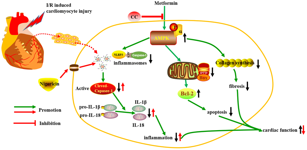 The schematic diagram of the protective properties of Metformin against myocardial I/R injury via the AMPK/NLRP3 inflammasome pathway.