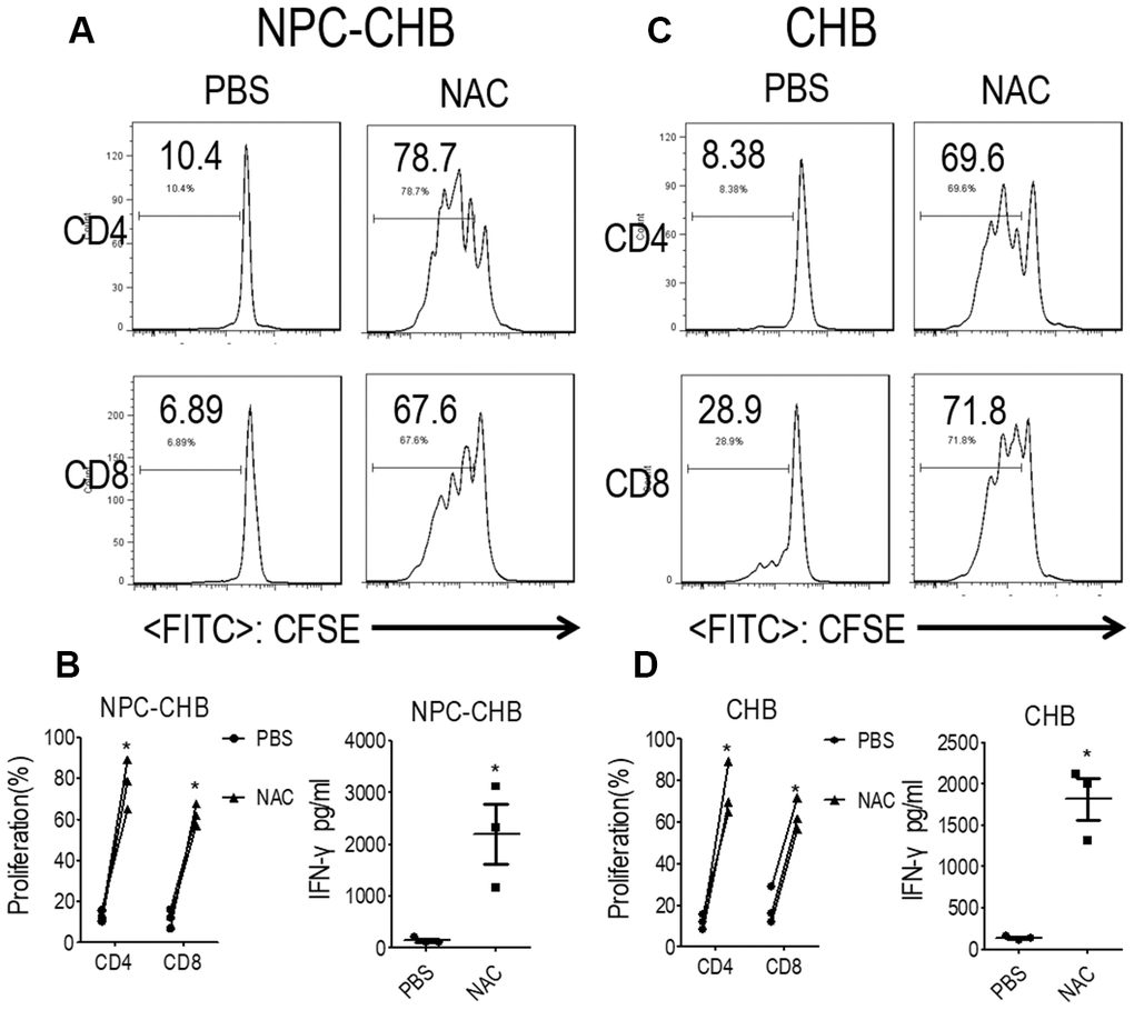 LOX-1+ PMN-MDSCs suppressed functional T cells in a ROS-dependent manner. (A, B) Effect of ROS inhibitor NAC on LOX-1+ PMN-MDSC function in NPC survivors with CHB. Autologous T cells were stimulated with anti-CD3 and anti-CD28, cocultured with LOX-1+ PMN-MDSCs from NPC survivors with CHB at a 2:1 ratio with NAC or PBS treatment. Evaluation of T cell proliferation by CFSE labeling and IFN-γ production in supernatants by ELISA. Representative flow cytometry data (A), cumulative data, and concentration of IFN-γ in the media (B) are shown (n = 3). (C, D) Effect of ROS inhibitor NAC on LOX-1+ PMN-MDSC function in CHB patients. Representative flow cytometry data (C), cumulative data, and concentration of IFN-γ in the media (D) are shown (n = 3)*, P P 