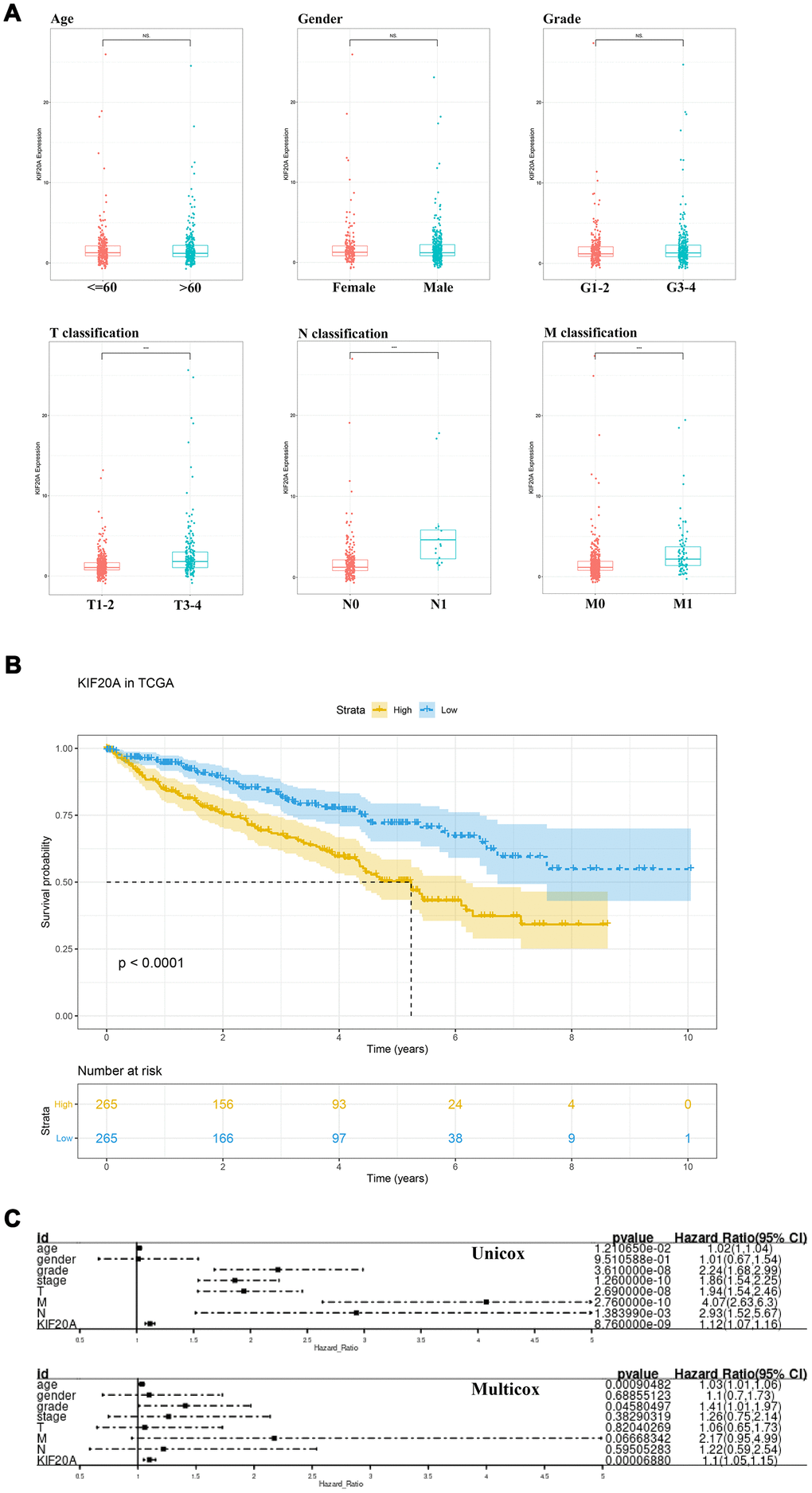 The clinical correlation and prognosis analysis of KIF20A. (A) The clinical correlation of KIF20A; (B) Kaplan-Meier curve of KIF20A expression in TCGA cohort; (C) Univariate and multivariate cox analysis of KIF20A and clinical variables.