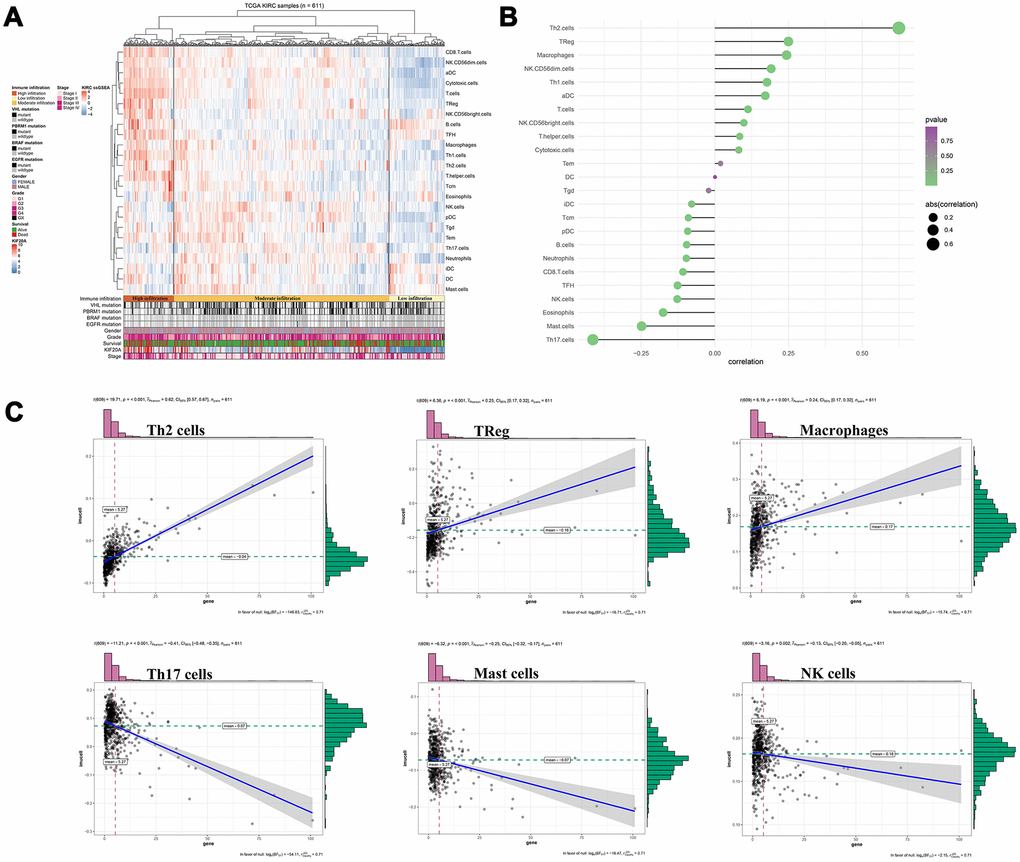Immune analysis of KIF20A. (A) Immune infiltration in TCGA-KIRC samples; (B) The association between KIF20A and 24 immune cells; (C) The association between KIF20A and some immune cells. Abbreviations: TCGA, The Cancer Genome Atlas.