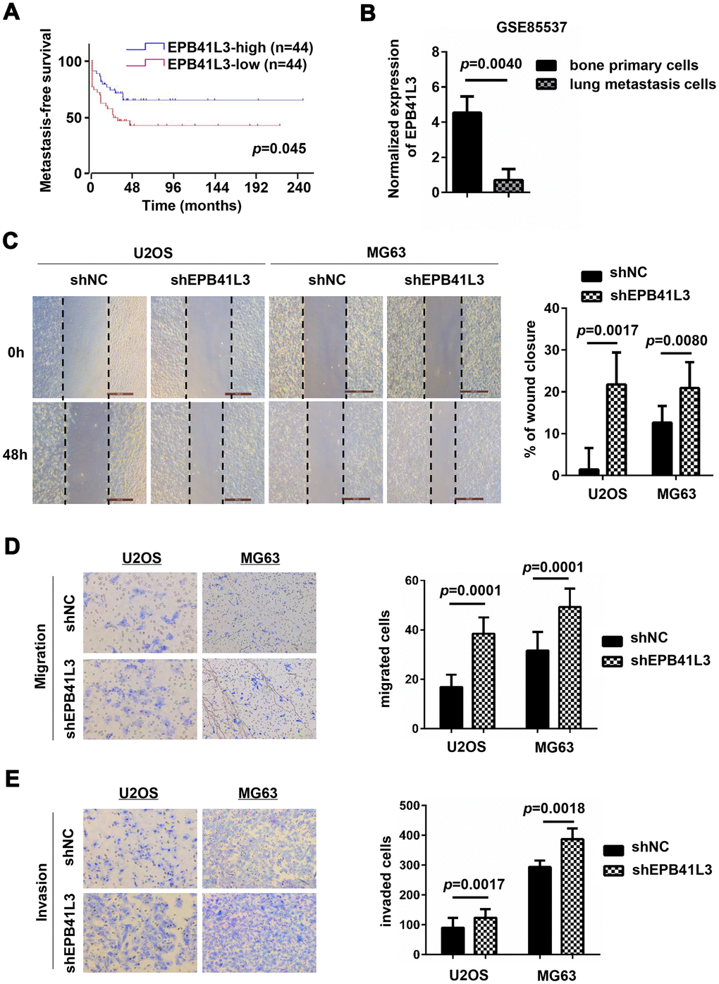 EPB41L3 knockdown promotes migration and invasion of osteosarcoma cells. (A) Metastasis-free survival analysis of patients from GSE42352 (p=0.0450) in the R2 online database (http://r2.amc.nl). (B) EPB41L3 mRNA expression was significantly higher in primary osteosarcoma cells than lung metastasis cells from GSE85537. (C) Wound-healing assays for U2OS and MG63 cells stably expressing shNC or shEPB41L3. (D) U2OS and MG63 cells stably expressing shNC or shEPB41L3 were subjected to Boyden’s chamber migration assays. Representative images of cell migration were presented (magnification, x100) and migratory cells were counted. (E) U2OS and MG63 cells stably expressing shNC or shEPB41L3 were subjected to Matrigel-coated invasion assays. Representative images of cell invasion were presented (magnification, x100) and invasive cells were counted. All experiments were repeated three times. Data were presented as the mean ± SD.