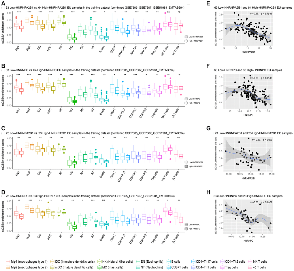 The association of HNRNPA2B1 and HNRNPC with infiltrating immune cells in EMs. (A–D) Differentially expressed ssGSEA scores of 16 kinds of immune cells between low-HNRNPA2B1 vs. high -HNRNPA2B1 and low-HNRNPC vs. high-HNRNPC, respectively, in the EU and EC samples (‘Wilcox.test’). (E–H) The association of HNRNPA2B1 and HNRNPC with one representative class of immune cells in the EU and EC samples. EMs, endometriosis; EU, eutopic endometrium; EC, ectopic endometrium; ssGSEA, single sample gene set enrichment analysis; NT, Neutrophils. NS - not significant, * p 