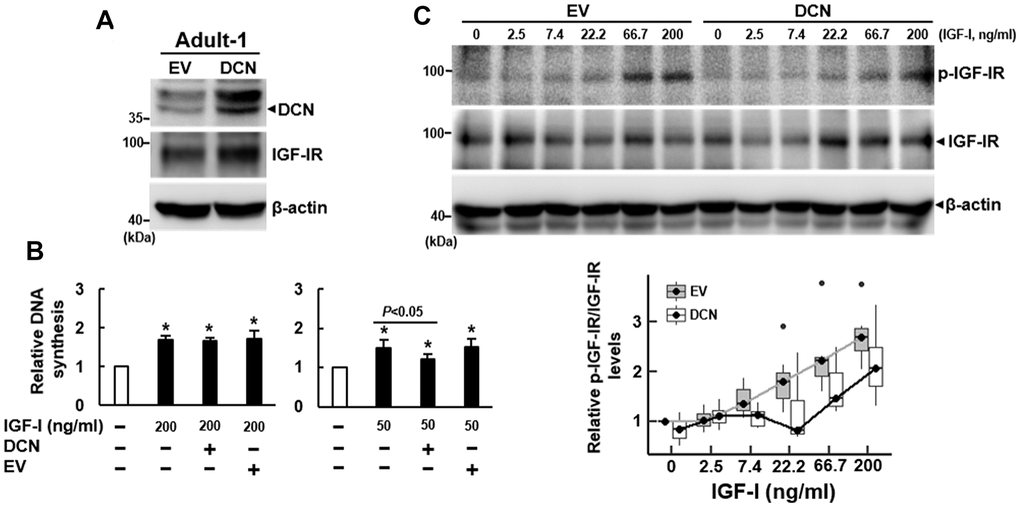 Effect of DCN overexpression on the DNA synthesis and IGF-IR auto-phosphorylation of adult bmMSCs. (A) Western blot analyses of DCN and IGF-IR levels in cells overexpressing DCN. Adult-1 cells were infected with Lenti virus to generate DCN-overexpressing (DCN) and empty vector control (EV) cells. The DCN and IGF-IR protein levels of the parental Aged-1, DCN, and EV cells are shown. (B) BrdU incorporation analyses. Serum-starved parental, DCN, and EV cells were examined for DNA synthesis induced by IGF-I (50 and 200 ng/ml). The DNA syntheses in these cells were compared to that of the untreated parental cells (to which a value of 1 was assigned). Data represent the mean ± S.D. from three experiments. A one-way ANOVA plus Scheffe’s post hoc tests were used to analyze the differences among the untreated and IGF-1-treated groups. *, P