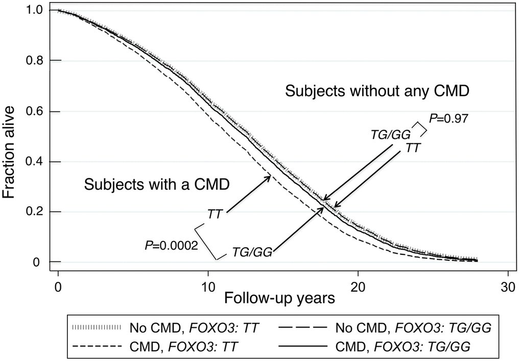 Survival curves spanning the period from baseline (1991–1993) to Dec 31, 2019 for subjects with and without a CMD according to whether they were carriers of the longevity-associated G allele of SNP rs2802292. The survival probabilities were estimated from the Cox proportional hazard model (see Methods) h(t) = h(t0) * exp(β1*Age + β2*BMI + β3*Glucose + β4*CMD + β5*FOXO3