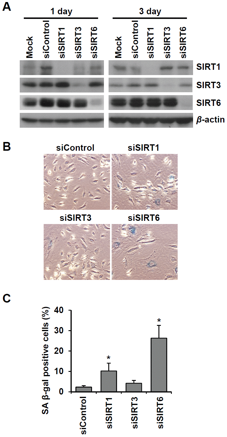 Knockdown of SIRT6 expression induces endothelial cell senescence. (A) Western blot analysis showing the knockdown expression of SIRT1, SIRT3, and SIRT6 in HUVECs treated with SIRT1, SIRT3, and SIRT6 siRNAs, respectively. Total protein was extracted from cells 1 and 3 d after siRNA treatment. (B) The representative images obtained from SA β-gal-stained HUVECs. The cells transfected with the indicated siRNA (25 nM) were re-transfected with the siRNA 3 d after the first siRNA treatment. After 6 d from the first transfection, cells were stained for SA β-gal. (C) The percentage of SA β-gal-positive senescent cells at 6 d after siRNA transfection. The data are shown as the mean ± SD (n = 3). *P 