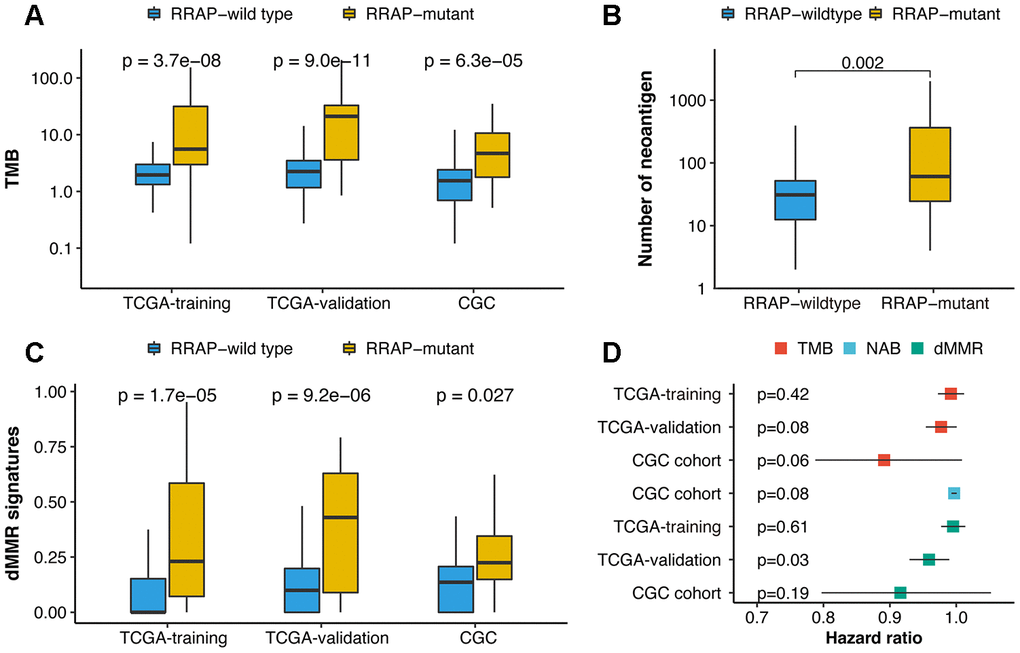 Association of RRAP with immune-related biomarkers. (A) Boxplot for differences in the tumor mutational burden (TMB) between RRAP-wild type and RRAP-mutant tumors in the TCGA training, TCGA validation, and CGC cohorts. (B) Boxplot for differences in the neoantigens between RRAP-wild type and RRAP-mutant tumors in the CGC cohort. (C) Boxplot for differences in the dMMR percentage between RRAP-wild type and RRAP-mutant tumors in TCGA training, TCGA validation, and CGC cohort. The Wilcox rank-sum test was applied to compare the differences. (D) Association of overall survival and TMB, neoantigen burden (NAB), and dMMR in the 3 cohorts. The hazard ratio was estimated with univariate Cox analysis, and the log-rank test was applied to calculate the p-value.