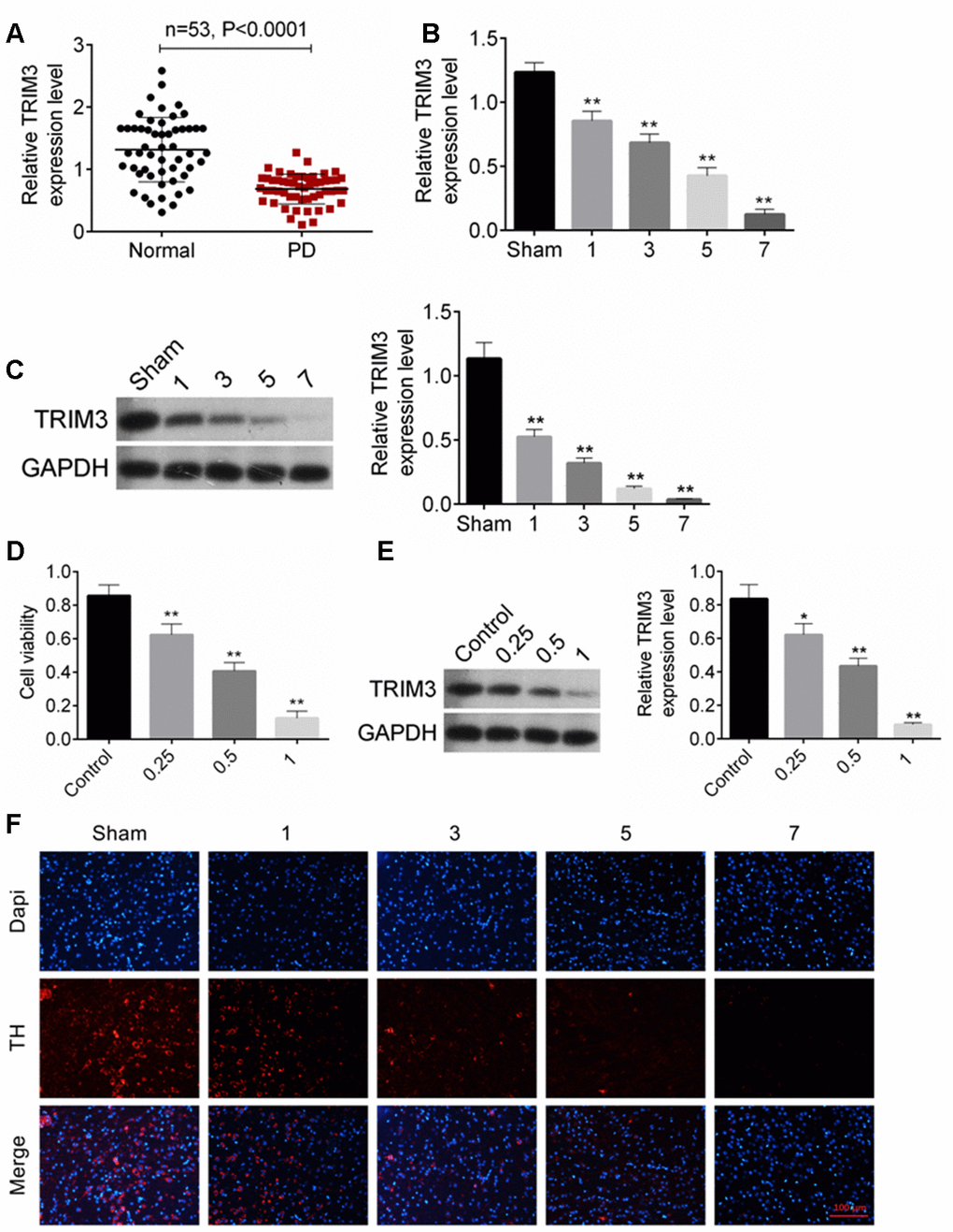 TRIM expression was decreased in PD patients, PD mice and cells. (A) TRIM3 mRNA expression in venous blood samples of 53 patients with PD was reduced. (B and C) MPTP-HCl injection prominently decreased TRIM3 mRNA and protein expression in the mice midbrain with a time-dependent manner. (D) MPP+ treatment dramatically reduced cells viability with a dose-dependent manner. (E) MPP+ treatment significantly decreased TRIM3 protein expression in SH-SY5Y cells with a dose-dependent manner. (F) MPP+ treatment obviously reduced the number of TH positive expression dopaminergic neurons in the mice midbrain with a time-dependent manner. * P P 