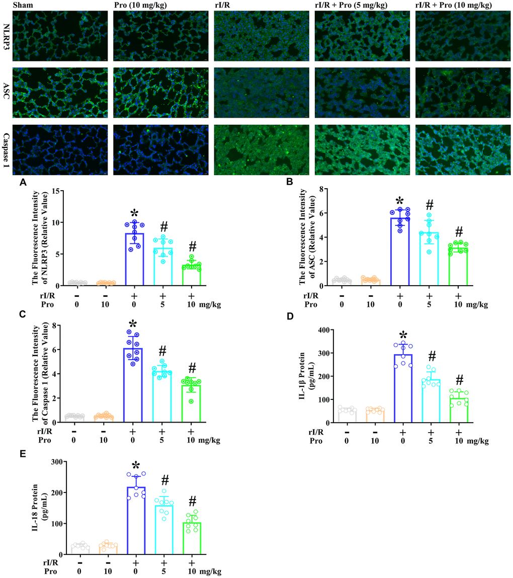 Propofol suppresses the rI/R-induced release of pyroptotic proteins and inflammatory cytokines in the lungs of rats. Rats were subjected to rI/R, with or without propofol (5 or 10 mg/kg) treatment for 24 h. (A–C) Immunofluorescence analyses were used to measure the fluorescence intensity levels of NLRP3, ASC and caspase 1. (D, E) ELISAs were used to measure the protein levels of IL-1β and IL-18 (*P #P 