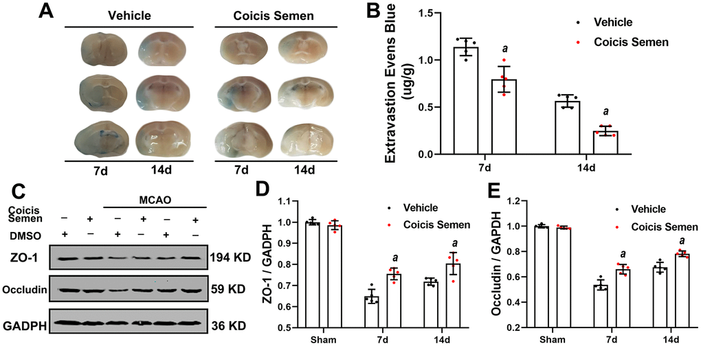 Coicis semen alleviated blood-brain barrier (BBB) leakage after ischemic stroke. (A) Images showing Evans blue (EB) dye leakage in brains after EB injection (by tail vein). (B) EB dye extravasation 2 h after tail vein injection of EB dye was quantitatively analyzed using a spectrophotometer. (C) Western blot analysis showing that Coicis Semen treatment increased the expression of ZO-1 and Occludin. (D) Quantitative analysis of the ZO-1 protein levels. (E) Quantitative analysis of the Occludin protein levels. Mean ± SD. n = 5. aP t-test.