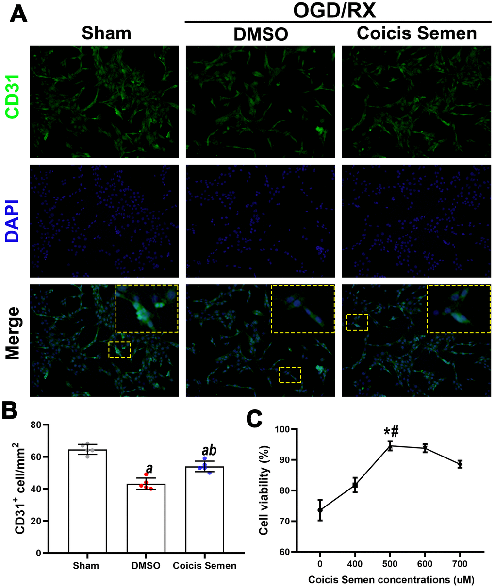 Coicis semen increased cell viability in HUVECs after OGD/RX. (A) Representative imaging showing CD31 detection in HUVECs after OGD/RX by using immunofluorescence staining. Mean ± SD. n = 5. aP bP B) Quantitative analysis of CD31-positive cells. (C) Quantitative analysis of cell viability in cells treated with Coicis Semen at different doses. Mean ± SD. n = 5. aP bP P #P 