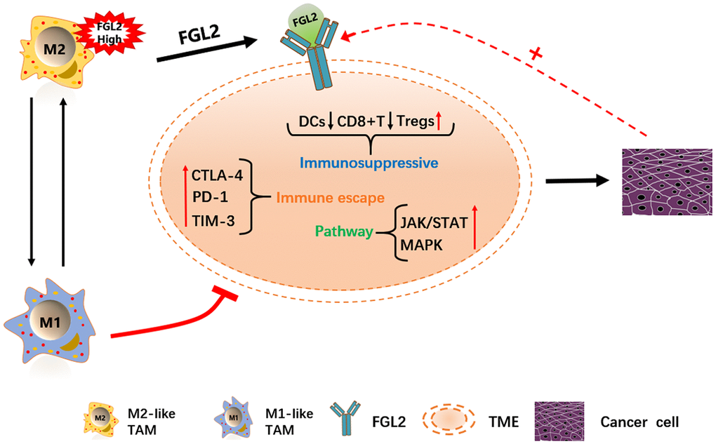 Schematic diagram depicting the potential function of FGL2 in ESCA. M2-like TAMs recruit infiltrating immune cells by upregulating FGL2, producing a microenvironment that promotes the occurrence and development of ESCA. FGL2 levels correlate with infiltrating immune cell levels, and FGL2 promotes immune escape in the esophageal cancer microenvironment. This study has provided new targets for the development of tumor immunotherapies that treat ESCA by reversing the polarization of TAMs into M1-like TAMs.