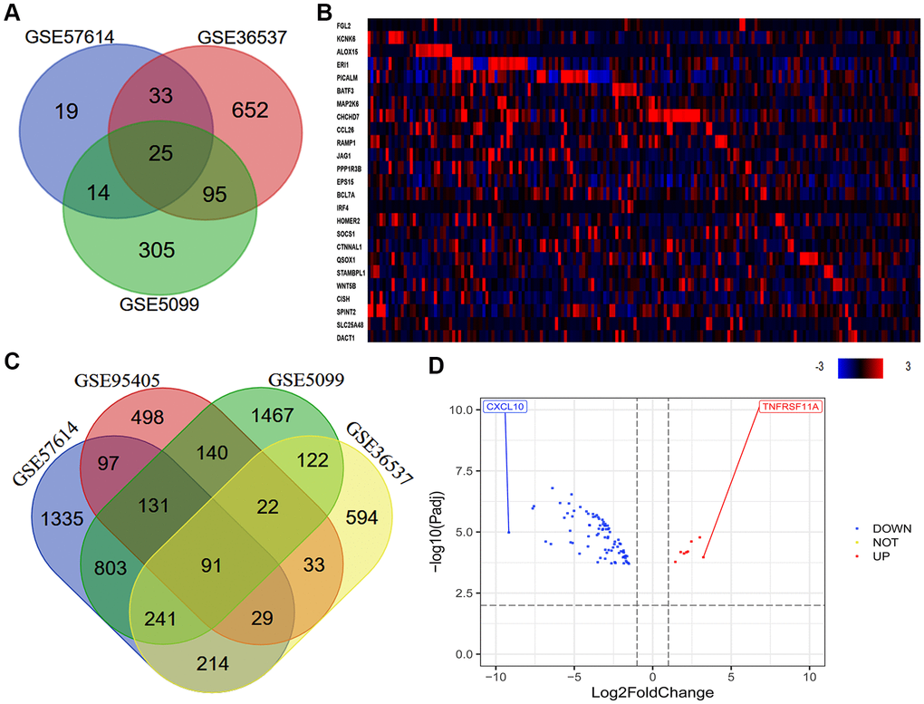 Quantitative analysis of DEGs between macrophages of different phenotypes. (A) In total, 25 consistently DEGs between M0 macrophages and M2 macrophages were identified in three datasets (GSE57614, GSE36537 and GSE5099) based on a |logFC| ≥ 1.0 and an adjusted P-value B) In total, 91 consistently DEGs between M1 and M2 macrophages were identified in four datasets (GSE57614, GSE36537, GSE5099 and GSE95405) based on a |logFC| ≥ 1.0 and an adjusted P-value C) The levels of the 25 consistently DEGs in ESCA samples from TCGA (tumor = 184) are shown as a heatmap, as quantified using cBioPortal. High, medium and low gene levels are represented in red, black and blue, respectively. (D) Volcano plot of the 91 consistently DEGs between M1 and M2 macrophages. The red spots represent the 8 upregulated genes and the blue spots indicate the 83 downregulated genes in M2 macrophages compared with M1 macrophages.