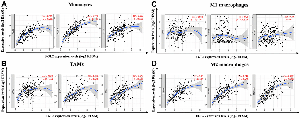 FGL2 expression correlated with TAM polarization in ESCA. (A–D) Scatterplots depicting the correlations between the levels of FGL2 and genetic markers of monocytes (A), TAMs (B), M1 macrophages (C) and M2 macrophages (D). The following immune cell markers were assessed: CD86, CSF1R and CD14 of monocytes; CD68, CCL2 and IL-10 of TAMs; IRF5, NOS2 and PTGS2 of M1 macrophages; and CD163, VSIG4 and MS4A4A of M2 macrophages. P 