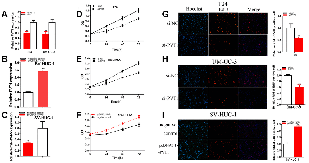 PVT1 acted as the oncogene. The relative expression level of PVT1 was reduced by si-PVT1 (A) and increased by pcDNA3.1-PVT1 (B). The relative expression level of miR-194-5p was reduced by pcDNA3.1-PVT1 (C). Cell proliferation was detected in both BC cells after transfection of siRNA (D, E) and pcDNA3.1-PVT1 (F). Representative images of EdU assay and the relative fold changes of EdU positive cells were detected by siRNA (G, H) and pcDNA3.1-PVT1 (I). (*P 