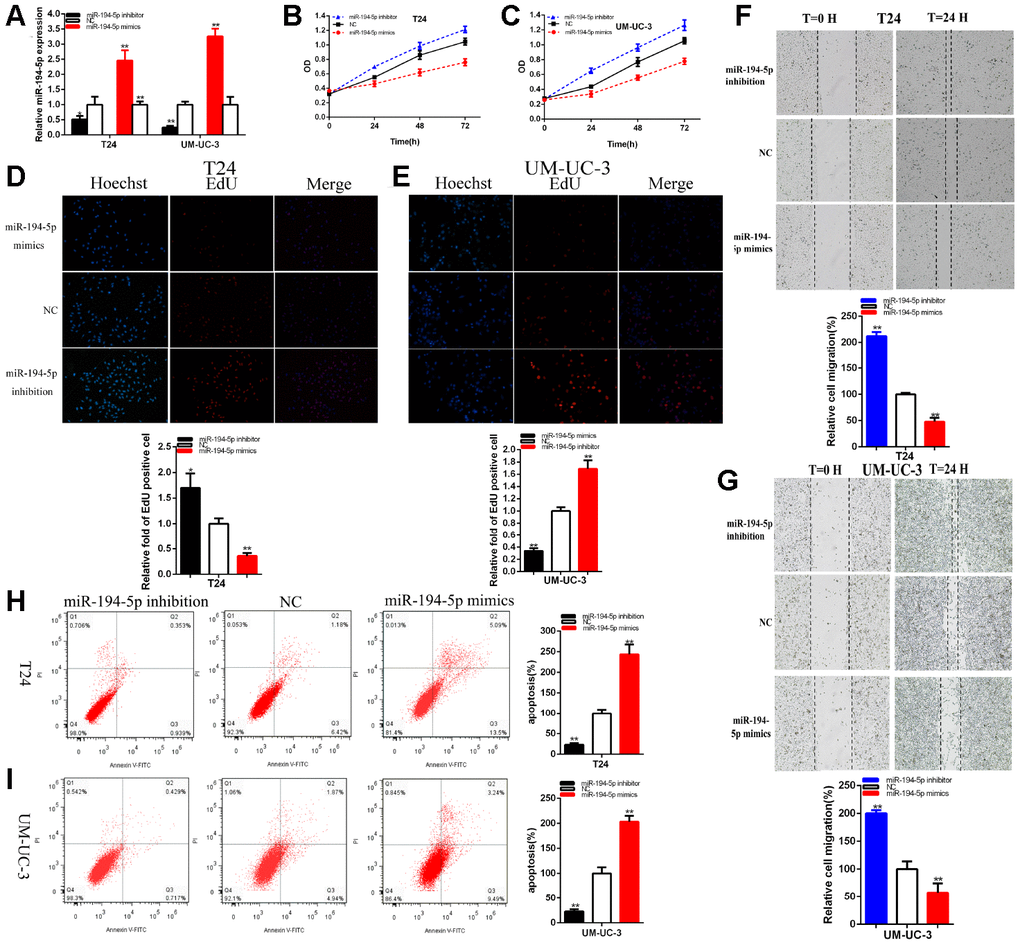 MiR-194-5p acted as the antioncogene. The relative expression level of miR-194-5p was decreased by miR-194-5p inhibitor and increased by miR-194-5p mimics (A). Cell proliferation was detected in both BC cells after the transfection of miR-194-5p inhibitor or mimics (B, C). Representative images of EdU assay and the relative fold changes of EdU positive cells were detected by miR-194-5p inhibitor or mimics (D, E). The relative cell migration was restrained or accelerated after the transfection of miR-194-5p mimics or inhibitor in the T24 and UM-UC-3 (F, G) cell lines. Apoptotic cells were measured after the transfection of miR-194-5p mimics or inhibitor in the T24 and UM-UC-3(H, I) cell lines by flow cytometry analysis. (*P 
