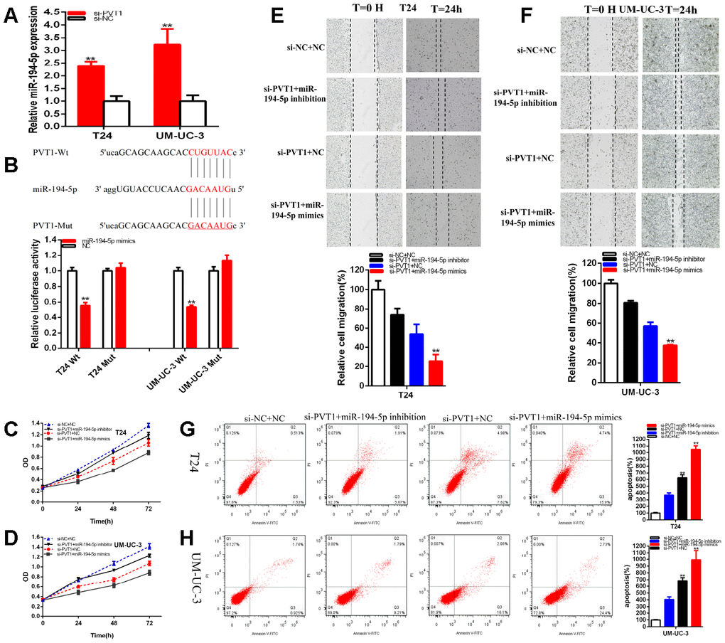 PVT1 was a target of miR-194-5p. The relative expression of miR-194-5p was increased by si-PVT1 (A). Dual-luciferase reporter assays were performed in T24 or UM-UC-3 cells co-transfected with PVT1-Wt or PVT1-Mut and miR-194-5p mimics or NC (B). Cell proliferation was detected in both BC cell lines after co-transfection with si-NC+NC, si-PVT1+miR-194-5p inhibitor or si-PVT1+miR-194-5p mimics (C, D). The relative cell migration after the co-transfection with si-NC+NC, si-PVT1+miR-194-5p inhibitor or si-PVT1+miR-194-5p mimics, and the representative images were as follow (E, F). The apoptotic cells were measured after the co-transfection with si-C+NC, si-PVT1+miR-194-5p inhibitor or si-PVT1+miR-194-5p mimics by flow cytometry analysis (G, H). (*P 