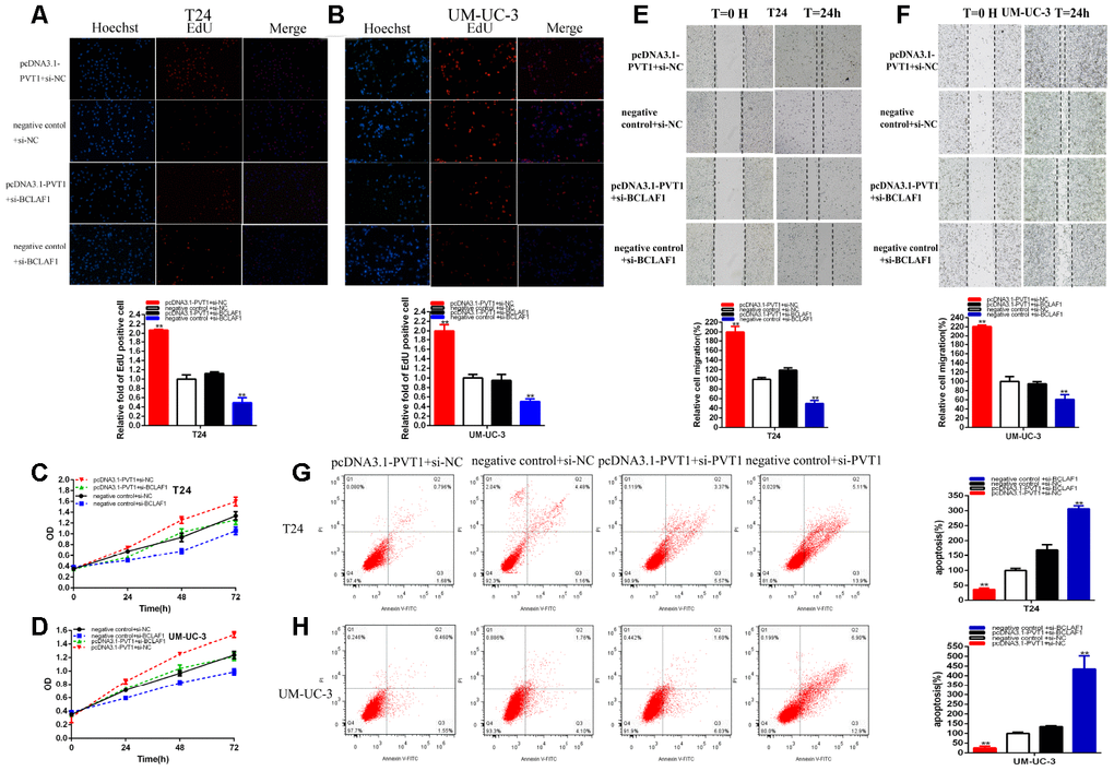 PVT1 positively regulates BCLAF1 expression via sponging miR-194-5p. Knockdown BCLAF1 significantly reversed cell proliferation promotion induced by Overexpression PVT1(EdU, A, B, CCK8, C,D). Knockdown BCLAF1 significantly reversed cell migration promotion induced by overexpression PVT1(E, F). Knockdown BCLAF1 significantly reversed cell apoptosis inhibition induced by overexpression PVT1 (G, H). (*P 