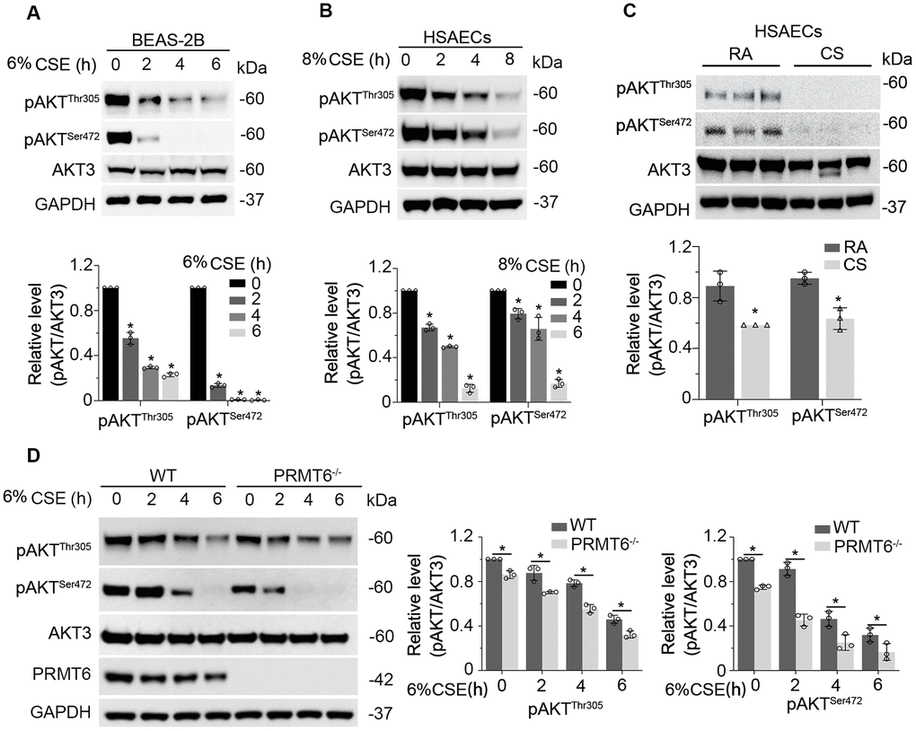CSE downregulates PI3K/AKT signal transduction in lung epithelial cells. (A) BEAS-2B cells were treated with 6% CSE for 0, 2, 4, 6h. Cell lysates were immunoblotted with phosphorylated AKT and total AKT. The densitometry results of the blots were presented in the lower panel. (B) HSAECs cells were treated with 8% CSE in a range of concentrations as indicated for 0, 2, 4, 8h. Phosphorylated AKT and AKT3 were immunoblotted. The densitometry of the blots was presented in its lower panel. (C) HSAECs were applied to room air or cigarette smoke exposure. RA: room air; CS: cigarette smoke. Cell lysates were immunoblotted with pAKTThr305, pAKTSer472, AKT3 and GAPDH antibodies. The densitometry results of the blots were presented in the lower panel. (D) Both WT and PRMT6-/- BEAS-2B cells were treated with CSE at different time courses. Cell lysates were subjected to immunoblotting with pAKTThr305, pAKTSer472, AKT3, PRMT6, and GAPDH. Results were shown as mean ± SD and representative of n=3 experiments. Statistical significance was indicated as *: p 